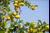 Lemon trees in UK garden
