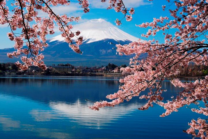 Mount Fuji with cherry blossoms
